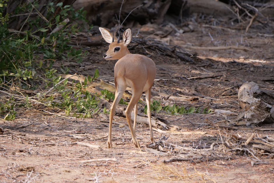 木紋地膠的多元應用與實際案例分析